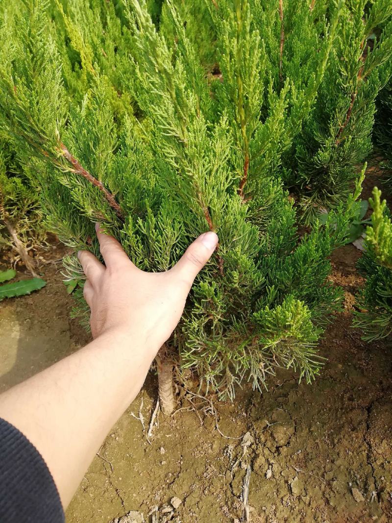 龙柏苗批发40以上带护心土发货山东龙柏苗基地