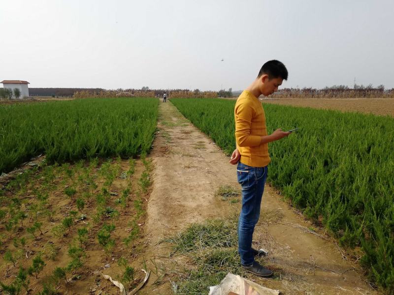 龙柏苗批发40以上带护心土发货山东龙柏苗基地