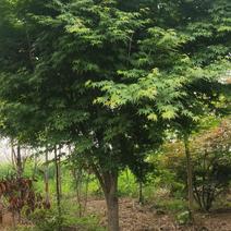 精品枫树，鸡爪槭12公分，冠径大，规格齐全