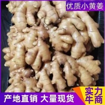 山东生姜小黄姜优质小黄姜产地直发量大质优