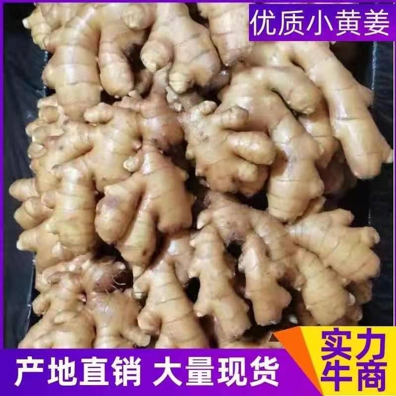 山东生姜小黄姜优质小黄姜产地直发量大质优