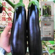欧美科F1黑金刚茄种子杂交墨茄条茄种子绿肉茄子种子长棒黑