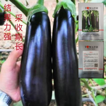 欧美科F1黑金刚茄种子杂交墨茄条茄种子绿肉茄子种子长棒黑