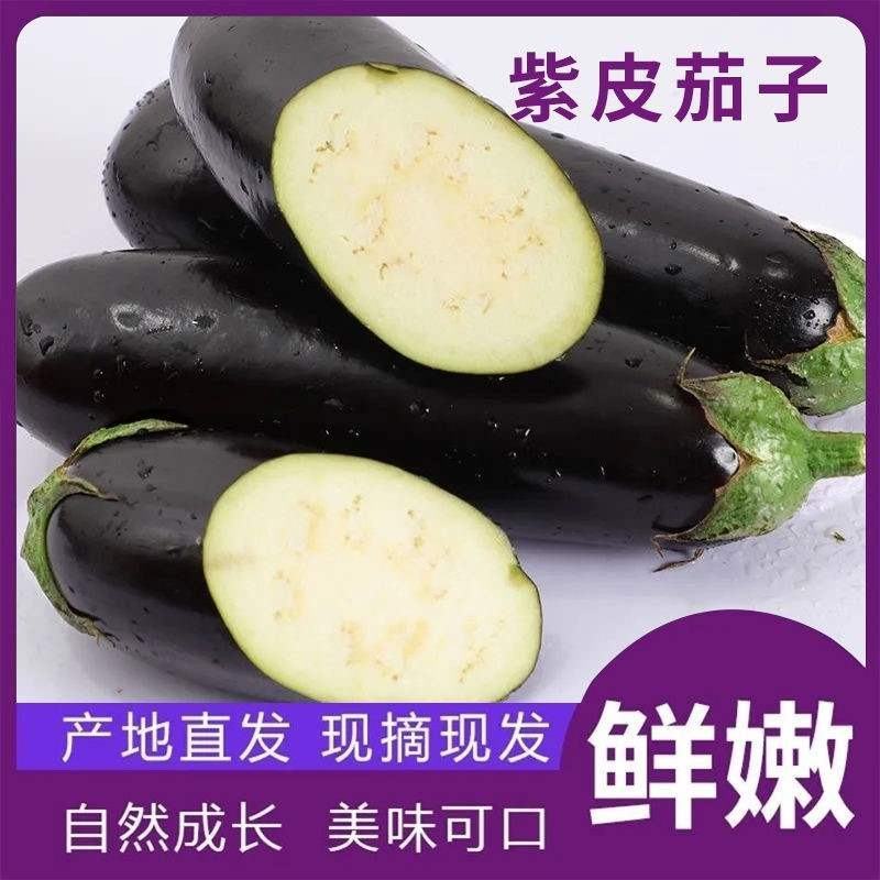 欧美科F1黑金刚茄种子杂交墨茄条茄种子绿肉茄子种子长棒黑