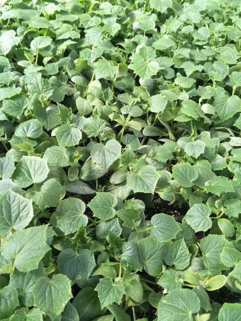 豫艺翡翠3号水果黄瓜种子节节有瓜结果多，大棚专用