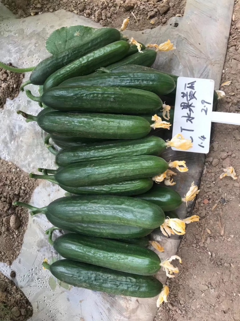 豫艺翡翠3号水果黄瓜种子节节有瓜结果多，大棚专用