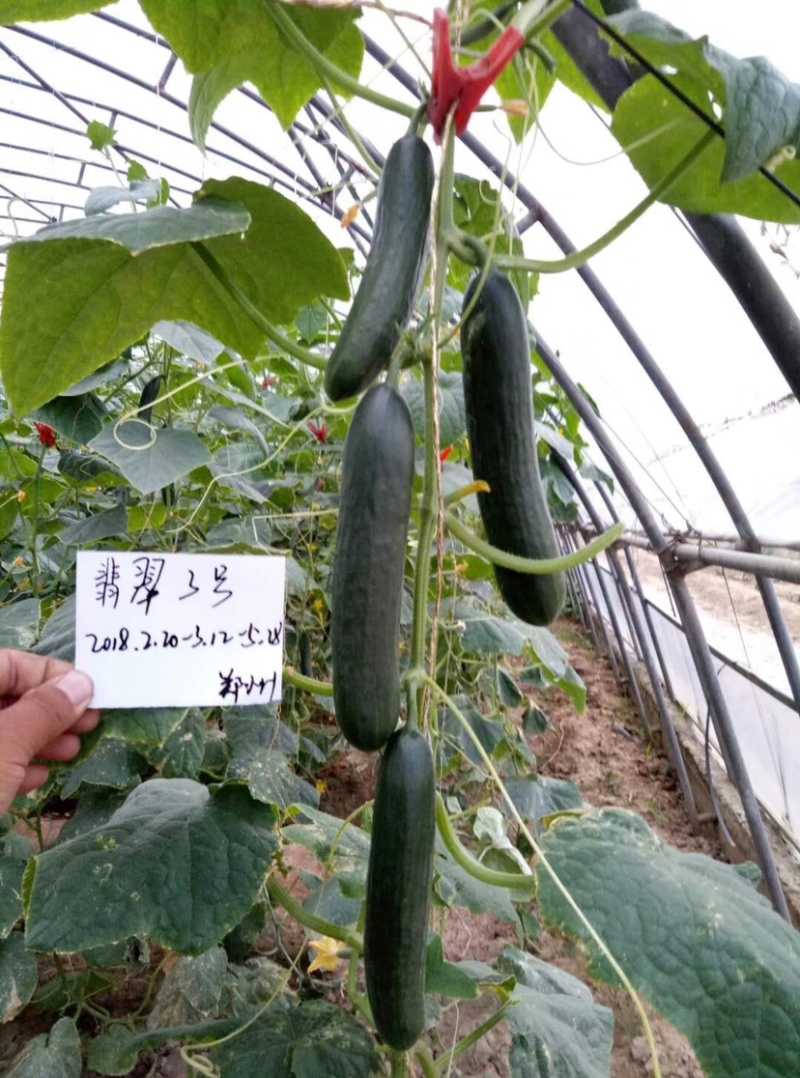 豫艺翡翠3号水果黄瓜种子节节有瓜结果多，大棚专用
