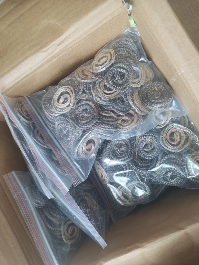 白花蛇各种规格齐全欢迎选购
