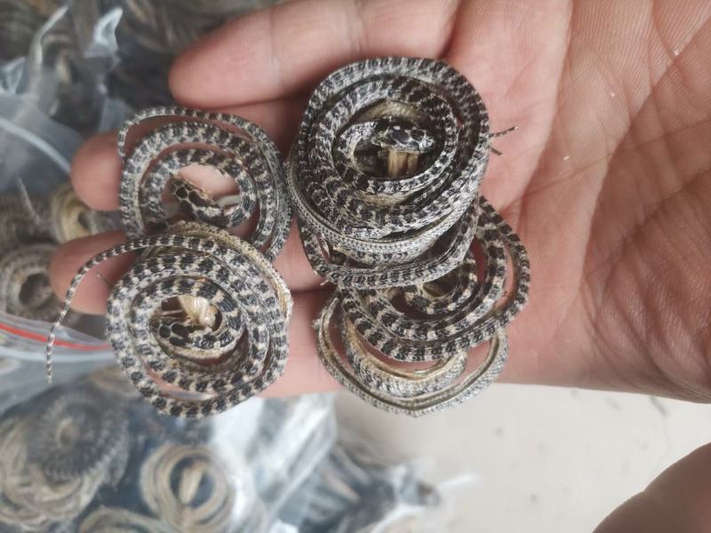 白花蛇各种规格齐全欢迎选购