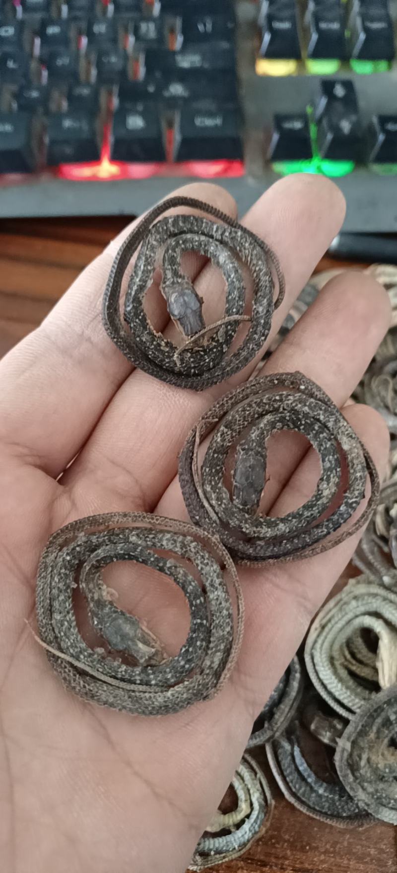 白花蛇各种规格齐全欢迎选购