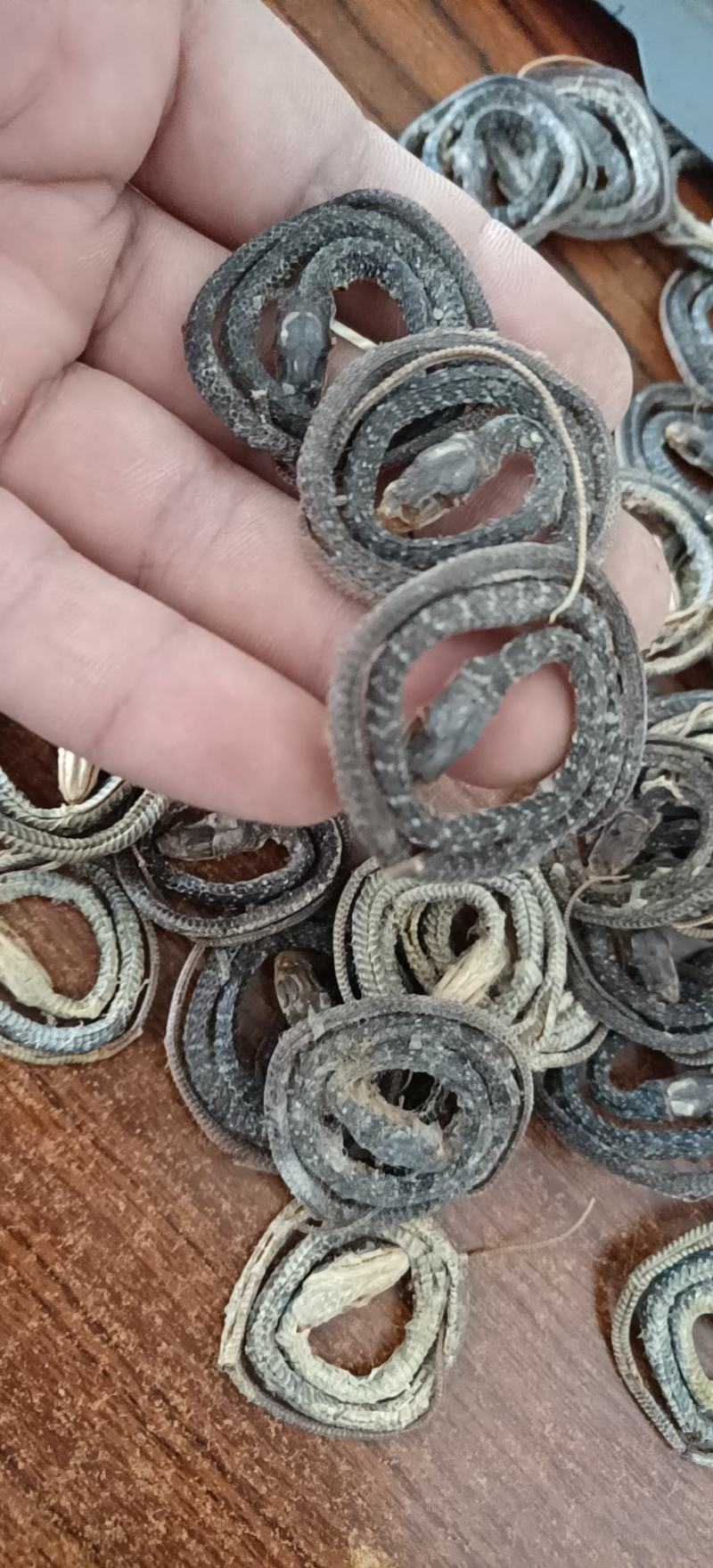 白花蛇各种规格齐全欢迎选购