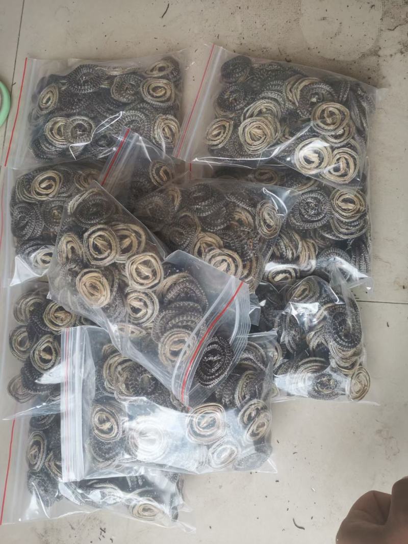 白花蛇各种规格齐全欢迎选购