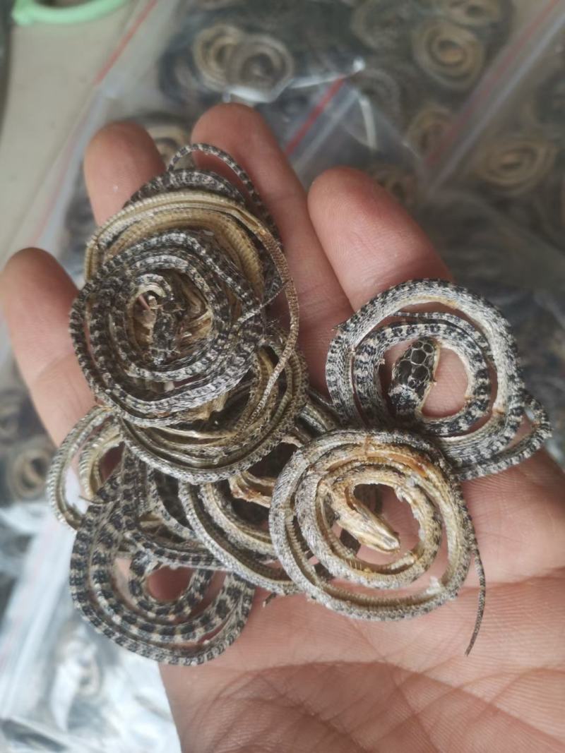 白花蛇各种规格齐全欢迎选购