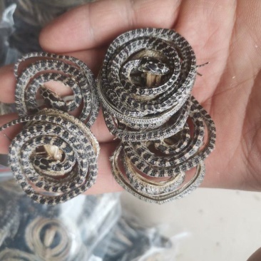 白花蛇各种规格齐全欢迎选购