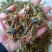 全虫蝎子各种规格齐全清水盐水淡盐