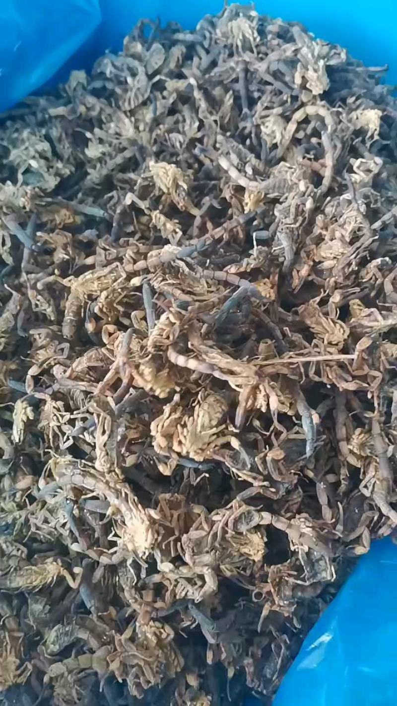 全虫蝎子各种规格齐全清水盐水淡盐