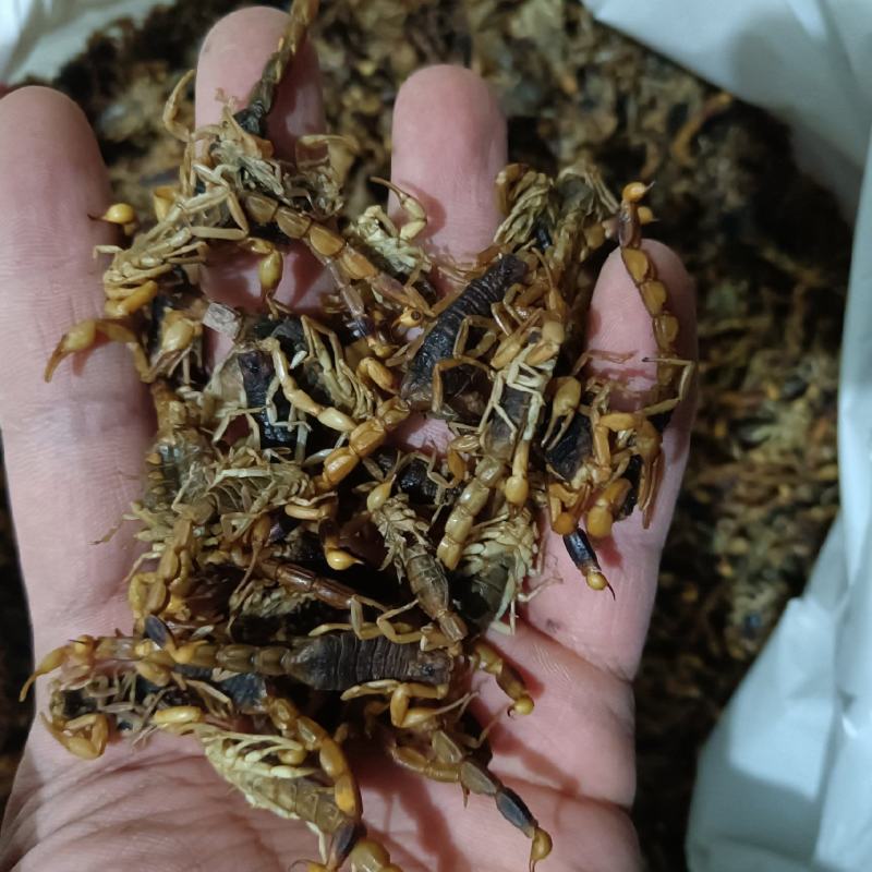 全虫蝎子各种规格齐全清水盐水淡盐