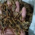 全虫蝎子各种规格齐全清水盐水淡盐