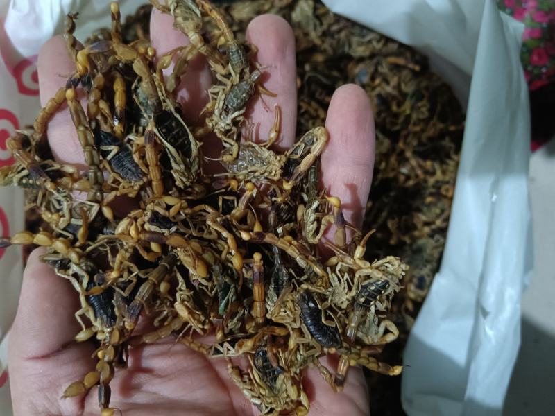 全虫蝎子各种规格齐全清水盐水淡盐