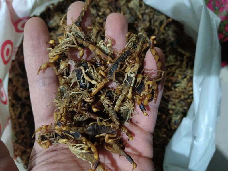 全虫蝎子各种规格齐全清水盐水淡盐