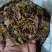 全虫蝎子各种规格齐全清水盐水淡盐