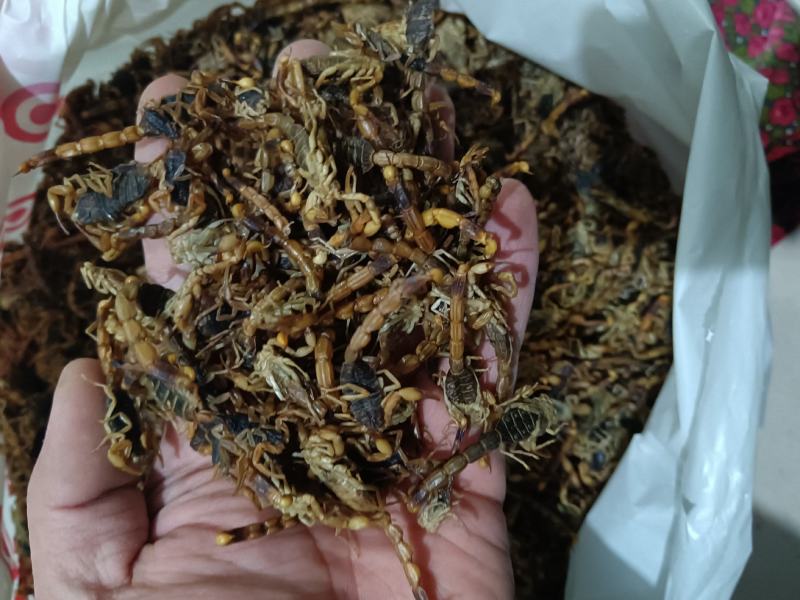 全虫蝎子各种规格齐全清水盐水淡盐