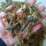 全虫蝎子各种规格齐全清水盐水淡盐