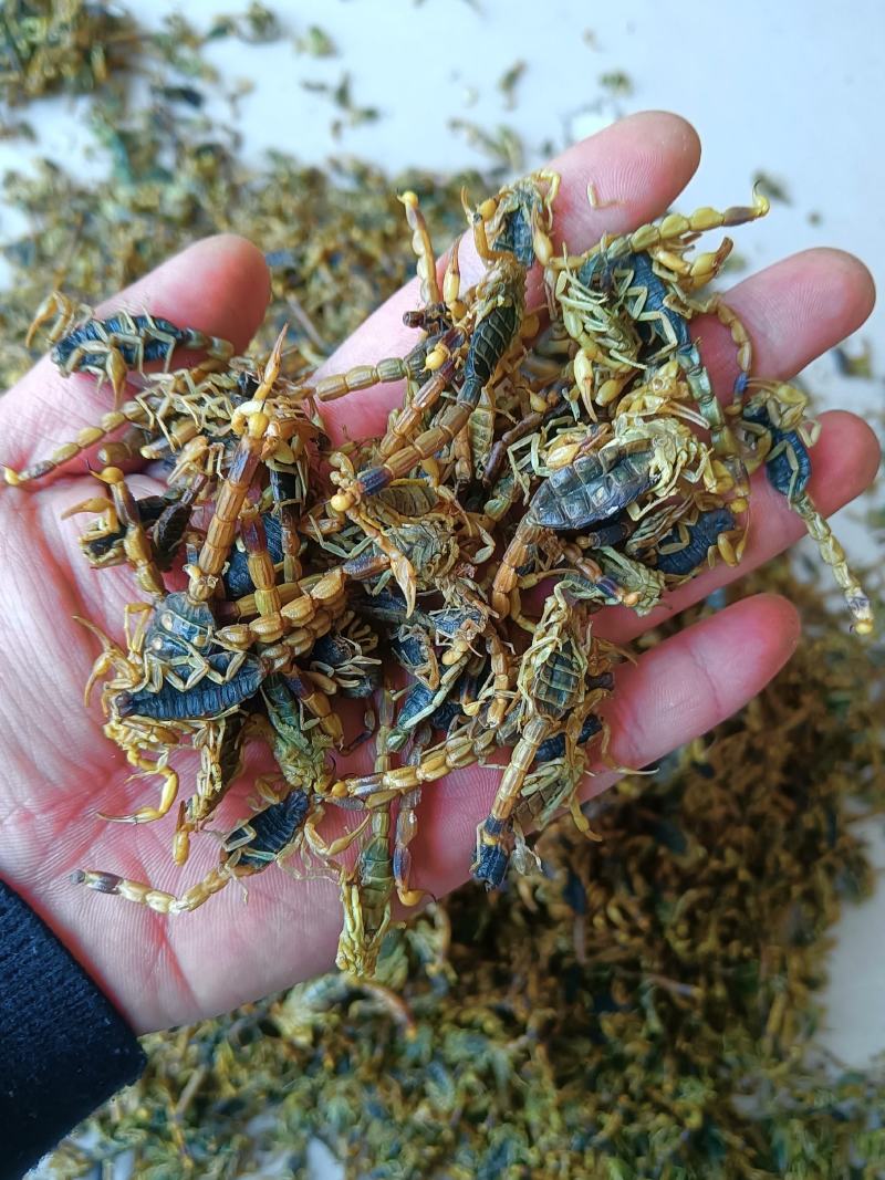 全虫蝎子各种规格齐全清水盐水淡盐
