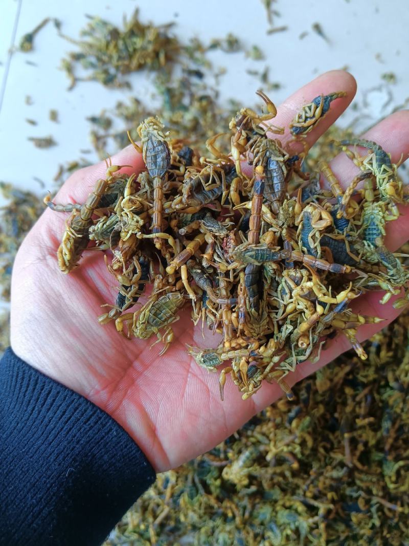 全虫蝎子各种规格齐全清水盐水淡盐