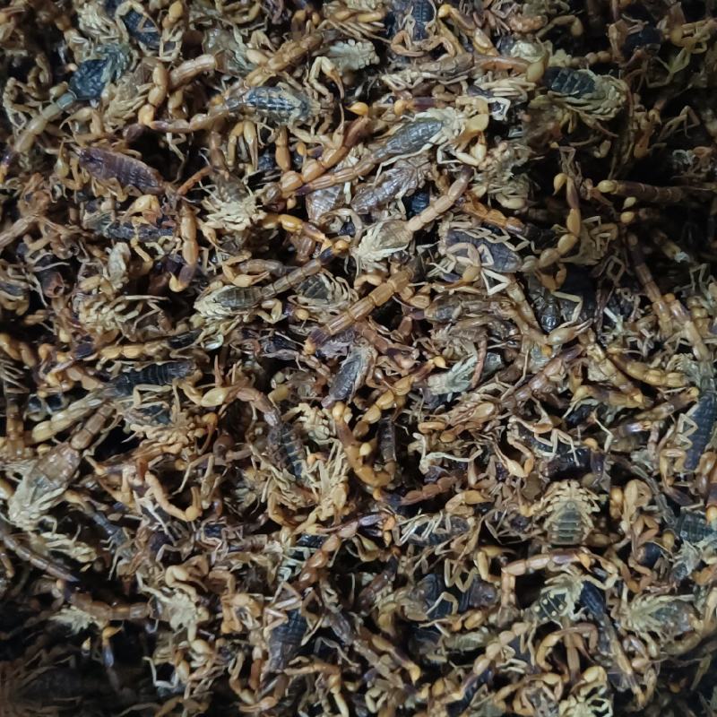 全虫蝎子各种规格齐全清水盐水淡盐