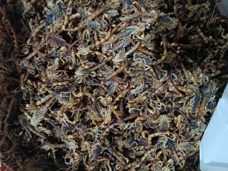 全虫蝎子各种规格齐全清水盐水淡盐
