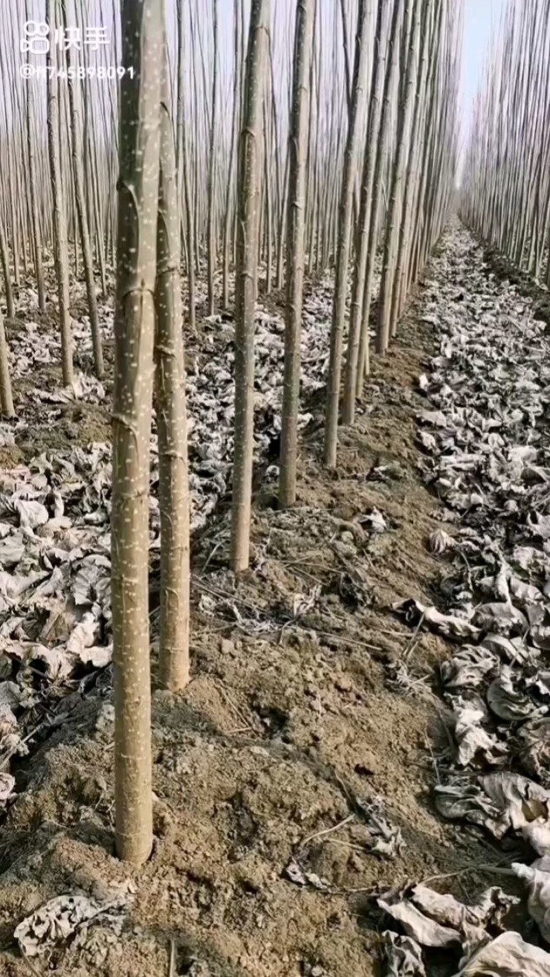 107速生杨