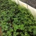 波姬红无花果，当年种植当年结果，无花果养肺，可生吃可煲汤