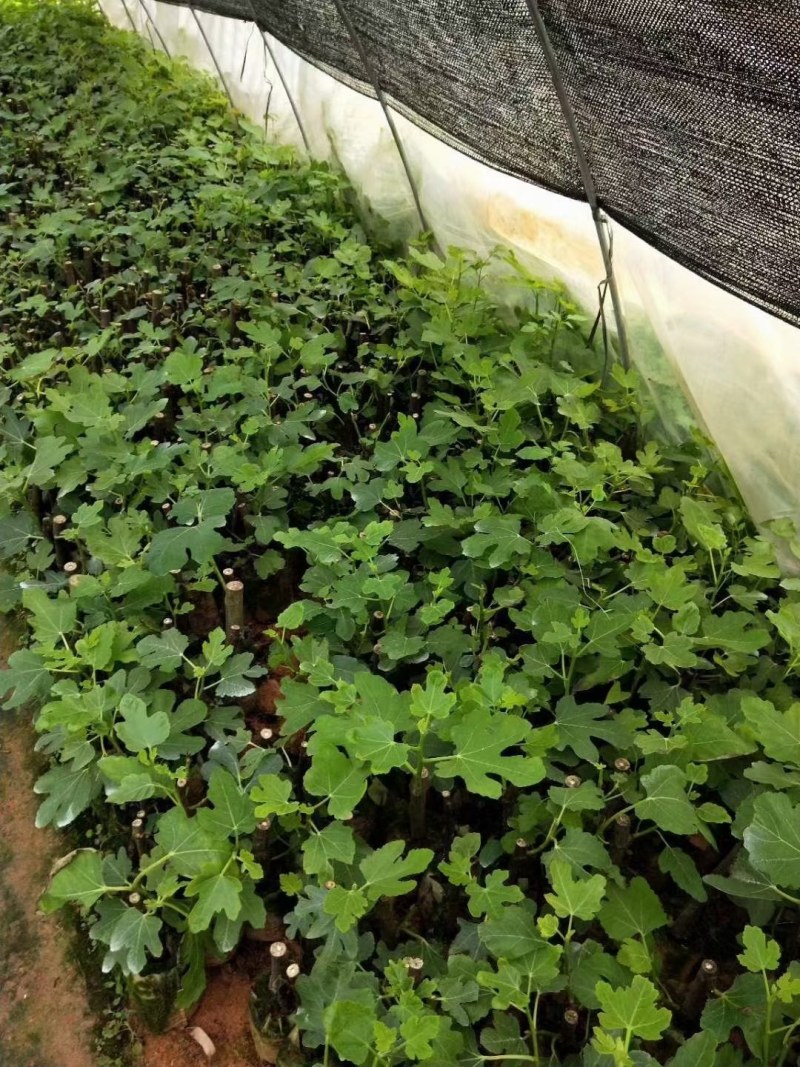 波姬红无花果，当年种植当年结果，无花果养肺，可生吃可煲汤