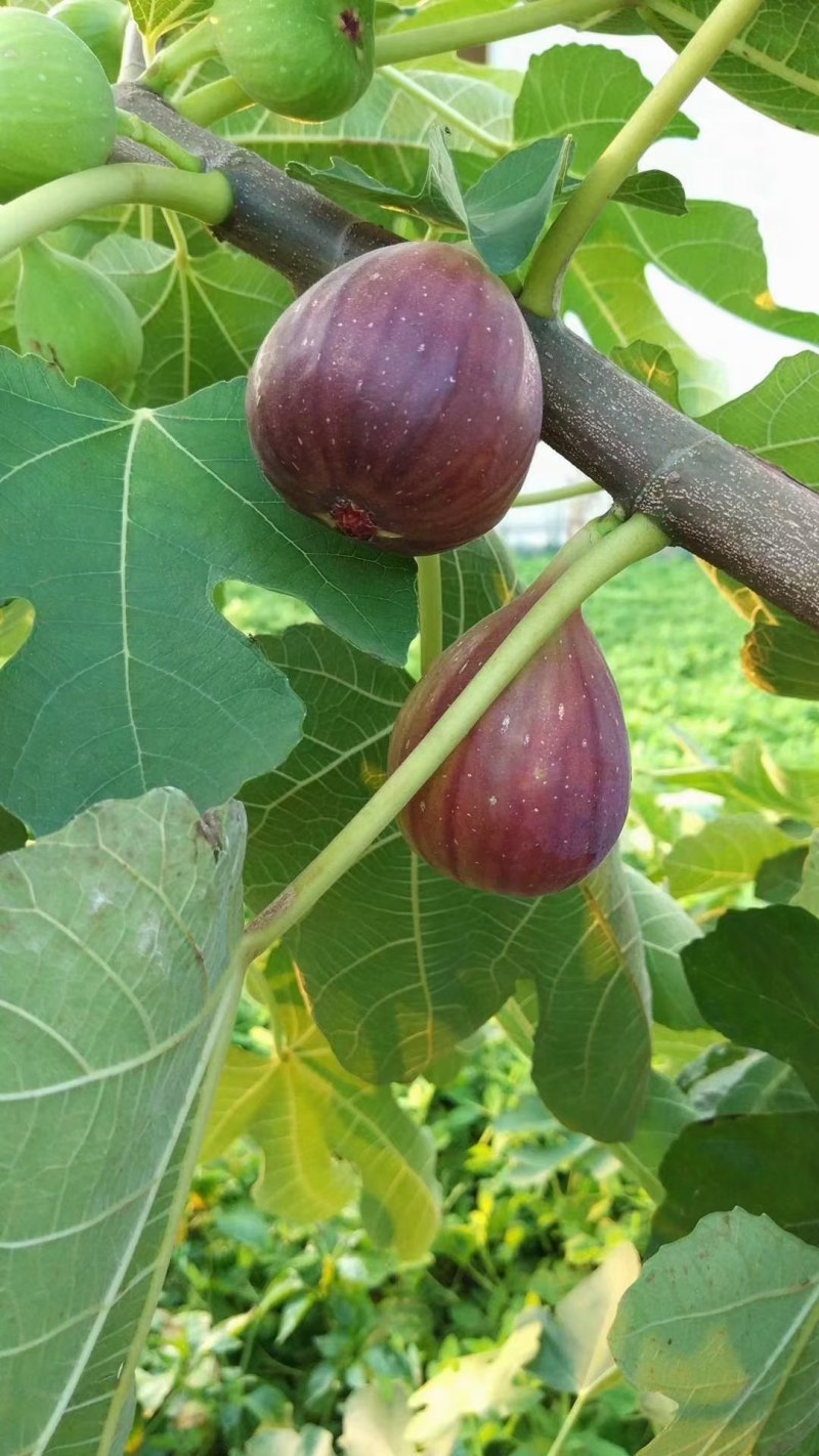 波姬红无花果，当年种植当年结果，无花果养肺，可生吃可煲汤