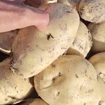 2024惠州惠东荷兰十五黄心砂新土豆，产地直销欢迎采购，