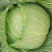 【精品】包菜甘蓝基地直发大量现货欢迎咨询