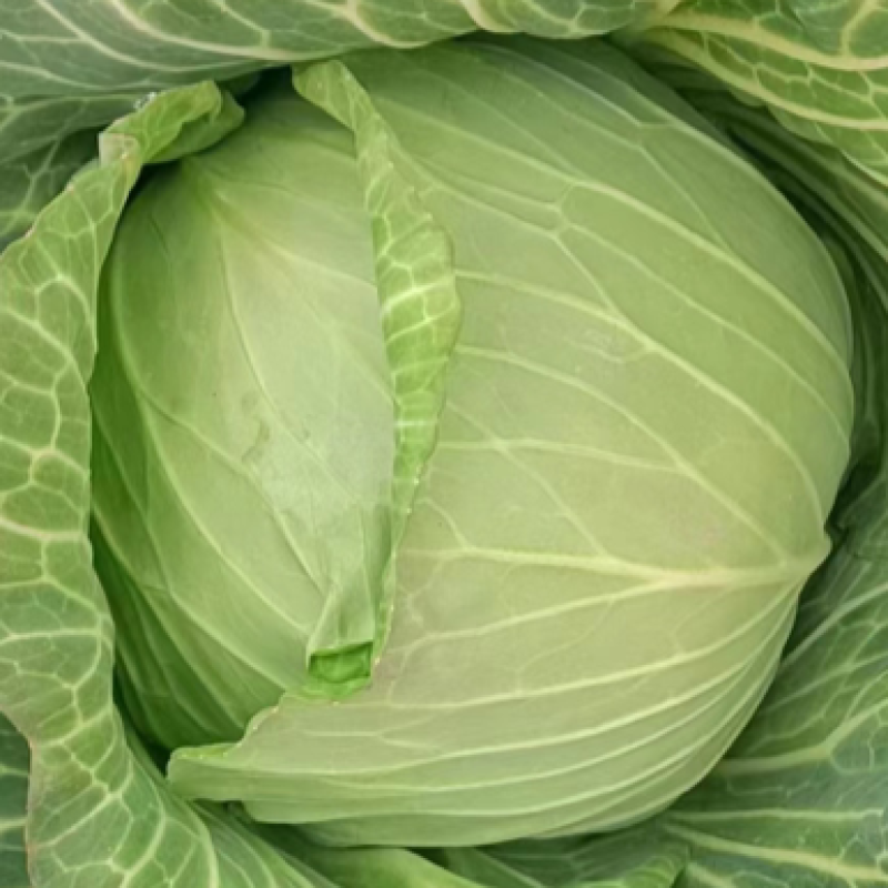 【精品】包菜甘蓝基地直发大量现货欢迎咨询