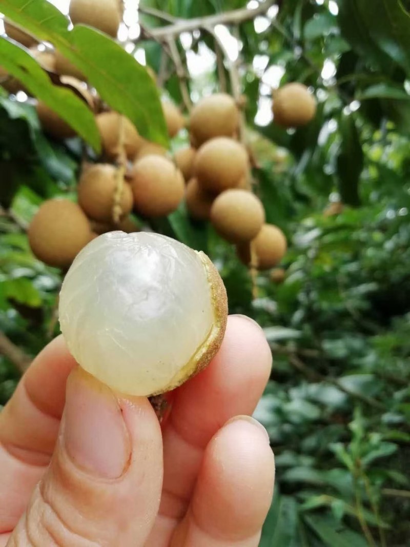 四季龙眼嫁接苗，一年四季开花结果，肉厚脆甜，产量高！