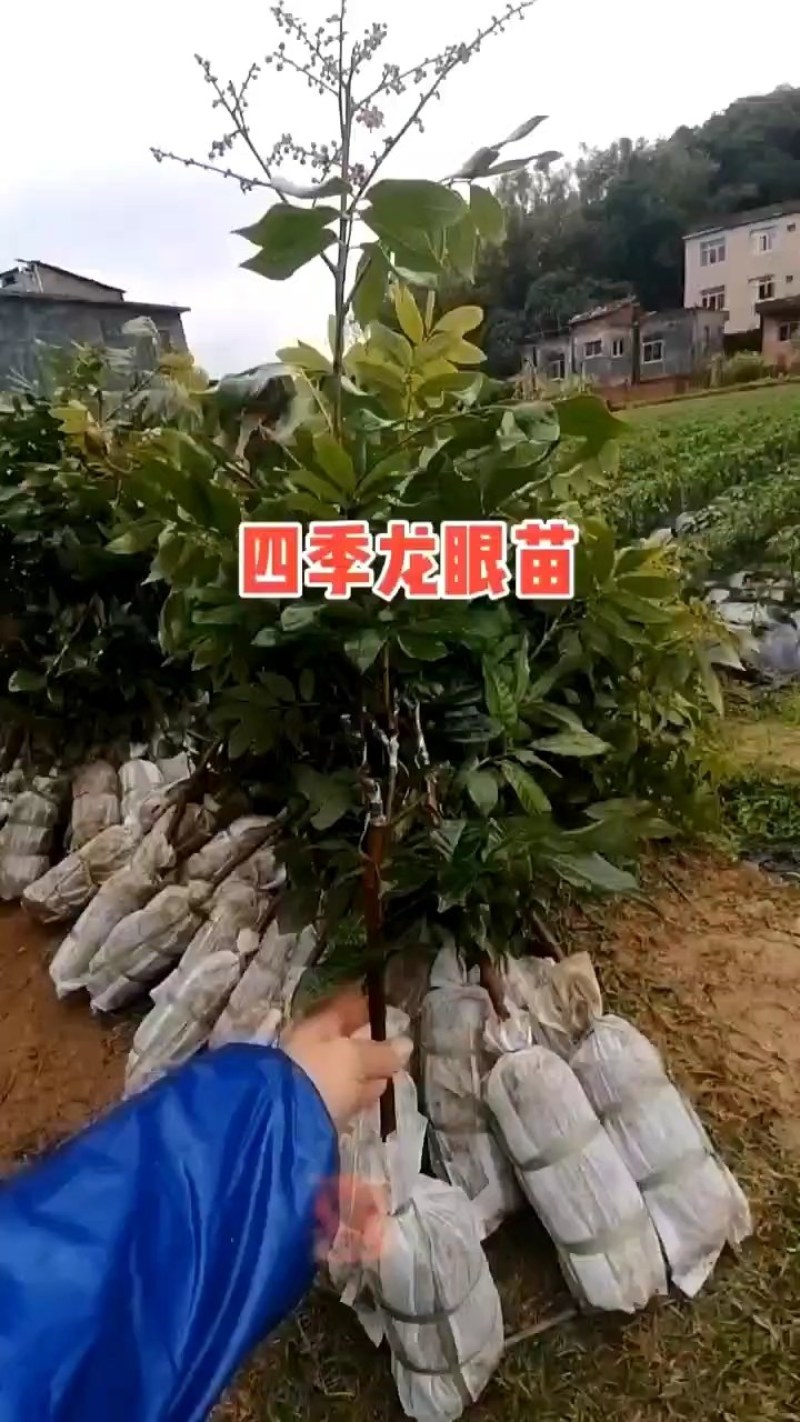 四季龙眼嫁接苗，一年四季开花结果，肉厚脆甜，产量高！