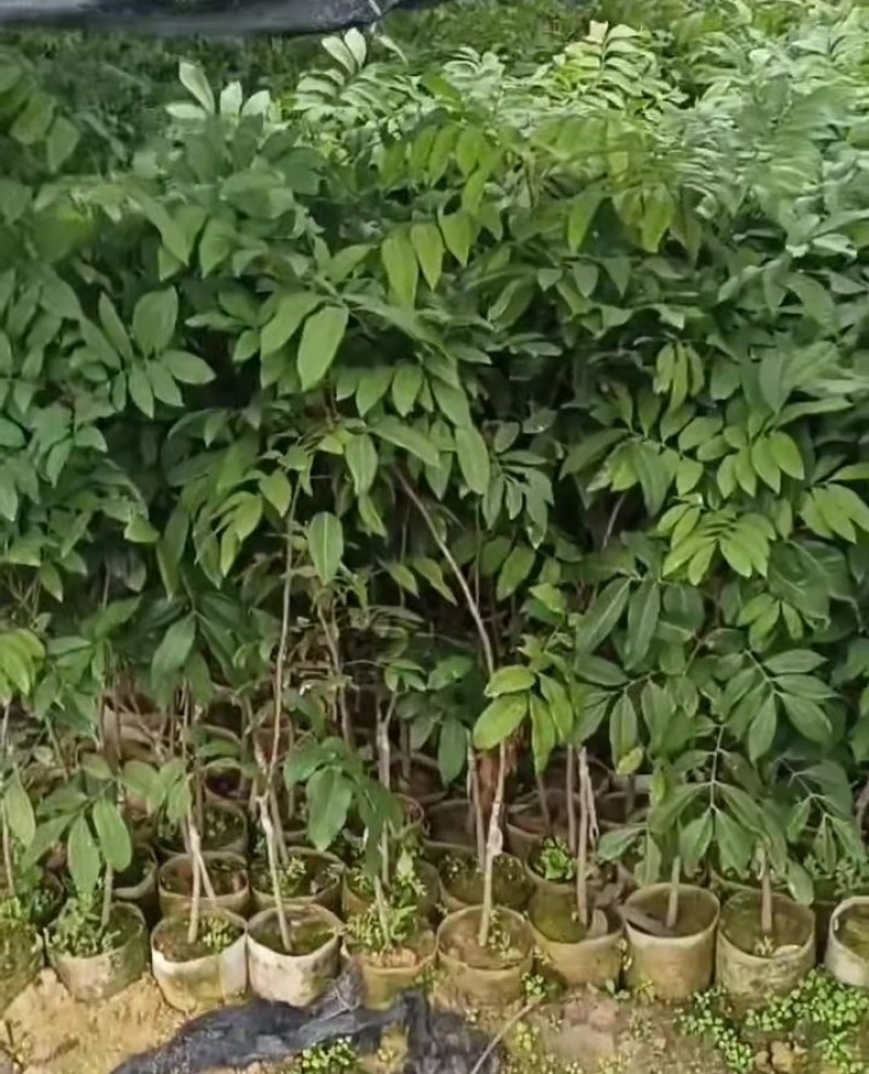 四季龙眼嫁接苗，一年四季开花结果，肉厚脆甜，产量高！
