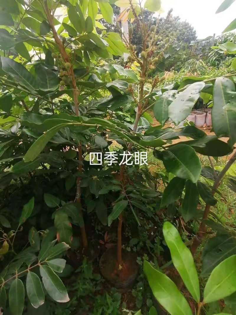 四季龙眼嫁接苗，一年四季开花结果，肉厚脆甜，产量高！