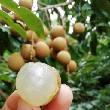 四季龙眼嫁接苗，一年四季开花结果，肉厚脆甜，产量高！