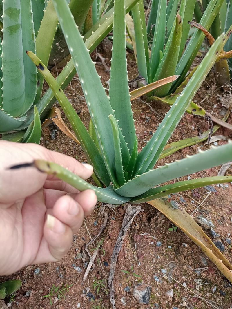 【精选】库拉索芦荟苗广东基地直发优质好苗欢迎选购