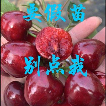 【包邮】玛瑙红樱桃树苗精选樱桃苗玛瑙红品种多样现货直销