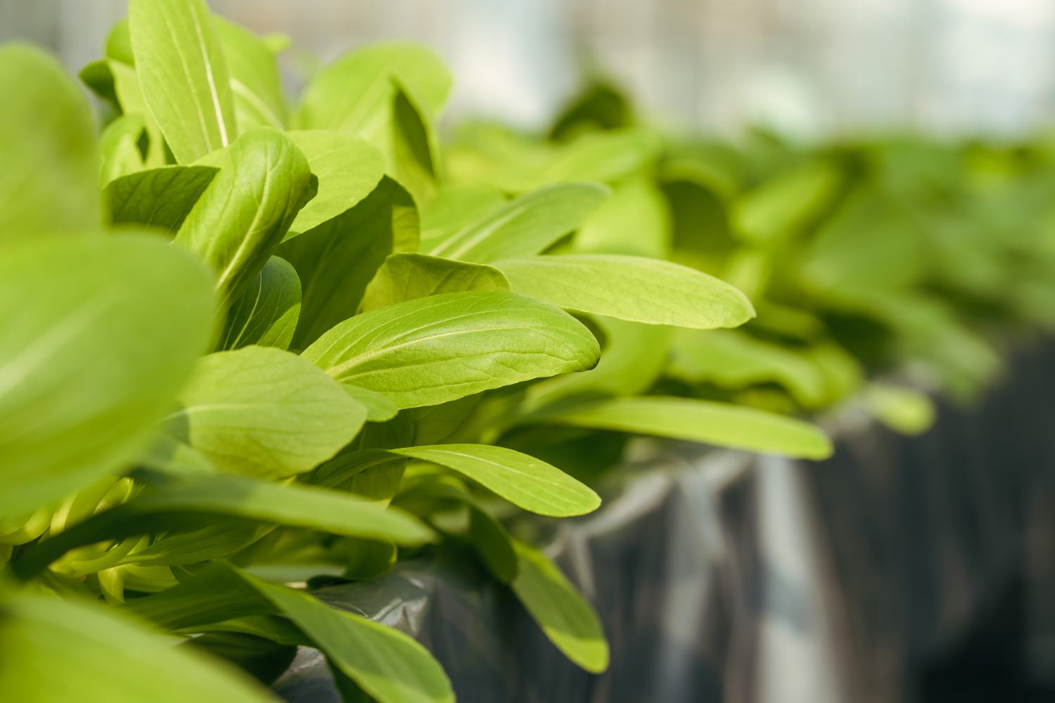 新鲜生菜种植图