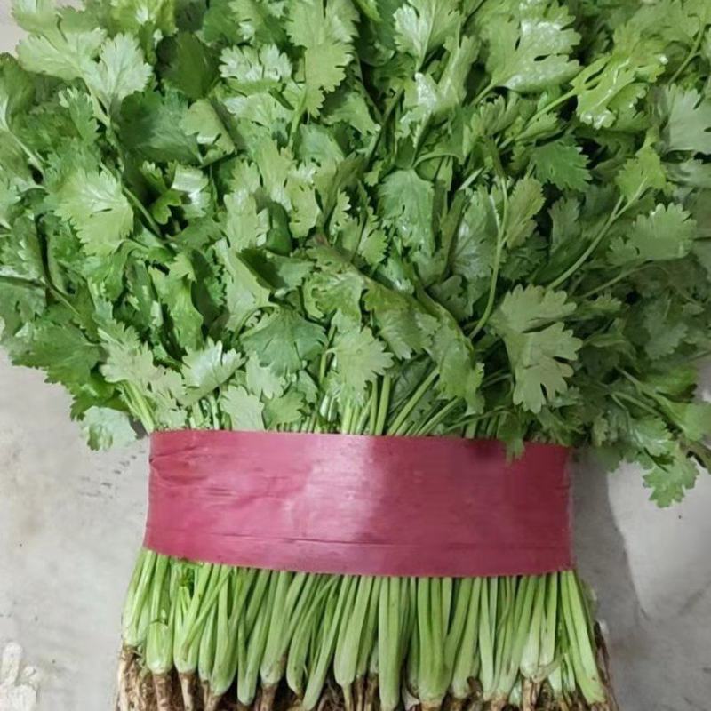 精品香菜叶子大质量好高中低齐全。
