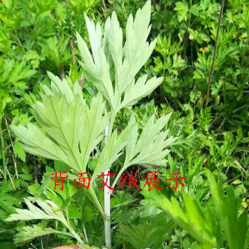 艾叶靳艾草种子药用野生香艾草食用青团大叶艾驱蚊草艾灸