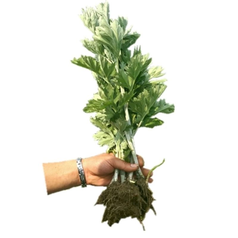 艾叶靳艾草种子药用野生香艾草食用青团大叶艾驱蚊草艾灸