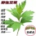 艾叶靳艾草种子药用野生香艾草食用青团大叶艾驱蚊草艾灸